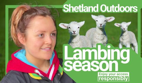 Lambing REEL