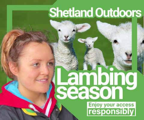 Lambing REEL