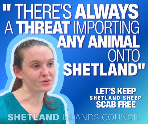 Sheep Imports Veterinarian